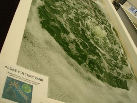 Algae tanks Hilo hiloliving.com